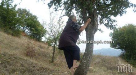 млад дух годишната баба катери метрово дърво бере круши