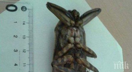 появи непознато насекомо африка