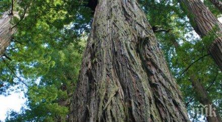 баща заряза колата годишния син возилото потегли удари дърво