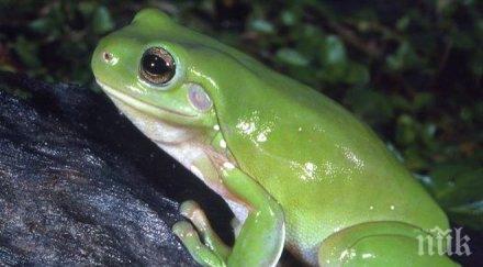 фенове подхвърлиха жаби съблекалнята противника