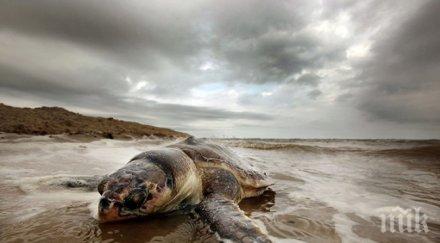 сащ паника азиатски костенурки заплашвали екосредата страната