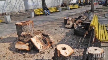 куб незаконна дървесина конфискуваха горските софия