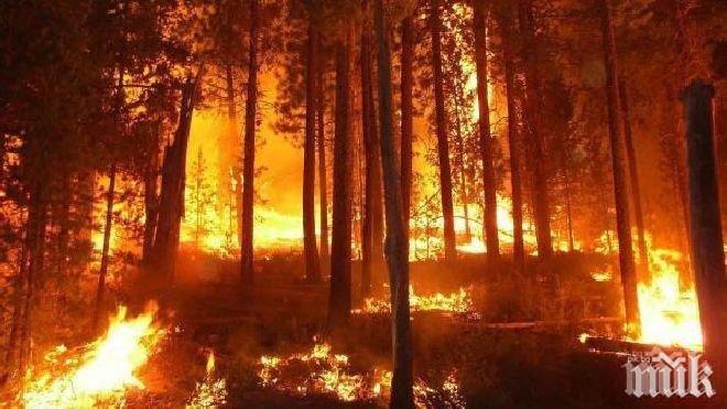 Въведоха извънредно положение в Калифорния заради горските пожари