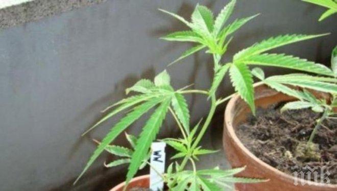 Перничанин си гледа марихуана на терасата! Полицаите му я оскубаха
