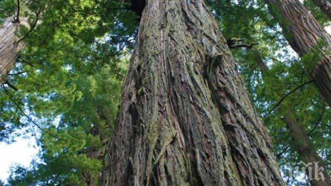 Баща заряза в колата 5-годишния си син, возилото потегли само и се удари в дърво