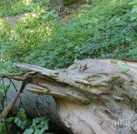 Заловиха трима нарушители с незаконни дърва в района на Ботевградско