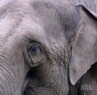 Слон нападна моторист в Индия
