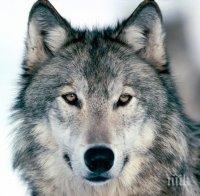 Вълк вилнее в три села в Симитлийско, напада домашните животни и плаши местните