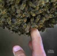 Като на кино! Рояк пчели нападна млада благоевградчанка, нахапаха лицето и тялото й
