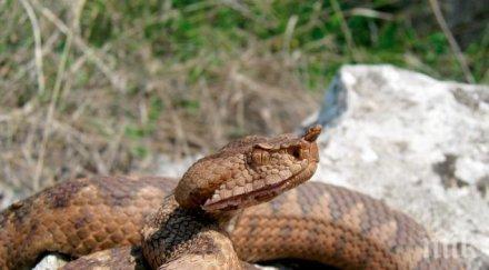 сантиметрова пепелянка пропълзя кола смолян