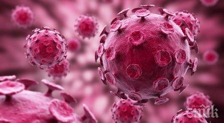 японски учени направиха мозъчна тъкан прозрачна сорбитол