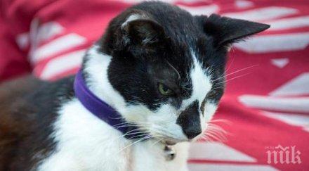 старата котка света почина