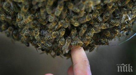 кино рояк пчели нападна млада благоевградчанка нахапаха лицето тялото