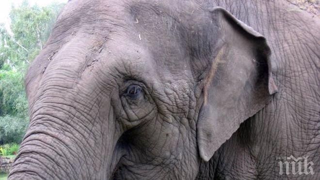 Слон нападна моторист в Индия
