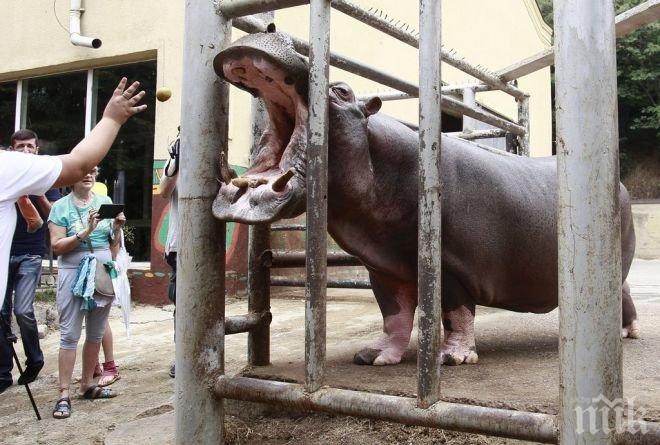 Зоопаркът в грузинската столица Тбилиси отново отвори врати