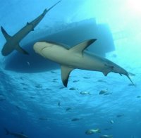 Акули плъзнаха из Ню Йорк