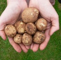 Трима отмъкнаха 2 тона картофи