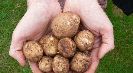 трима отмъкнаха тона картофи