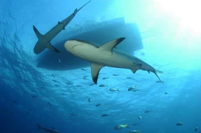 Акули плъзнаха из Ню Йорк