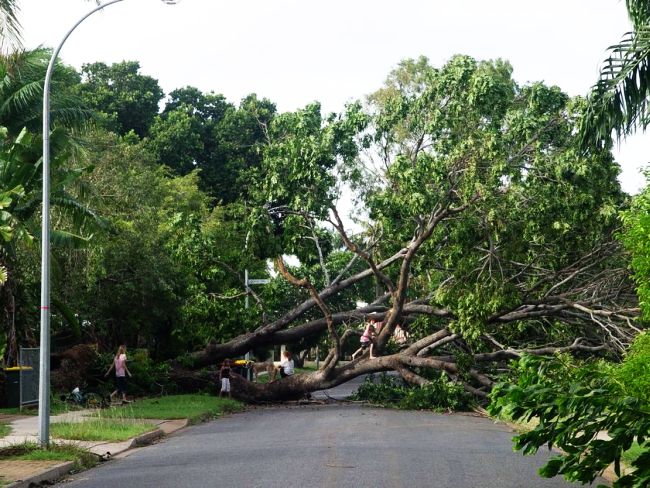 Дърво смаза мъж