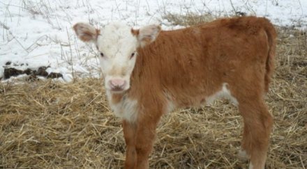 шест месеца затвор трима задигнали теле