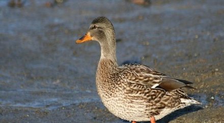 ловец гръмна колега вместо патица