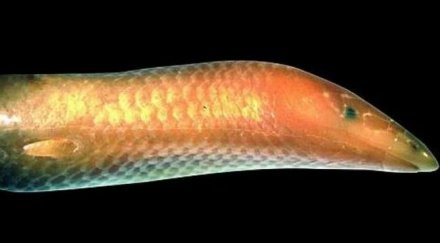 нов вид гущер откриха мадагаскар