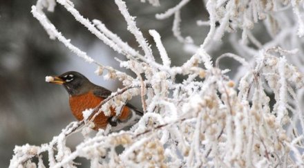 сняг изненада япония