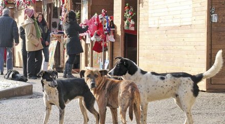 бездомни кучета нападнаха дете столицата
