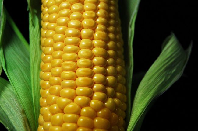 ЕС с доклад за ГМО царевицата, предизвиквала рак