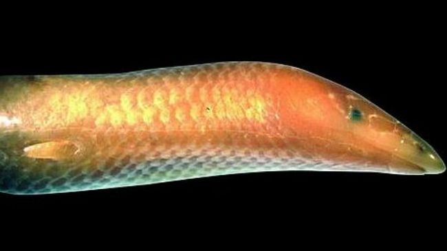 Нов вид гущер откриха в Мадагаскар