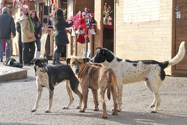 Бездомни кучета нападнаха дете в столицата