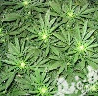 Заловиха над 220 килограма марихуана в Русия