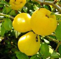 Как да съхраняваме реколтата от ябълки, круши и дюли