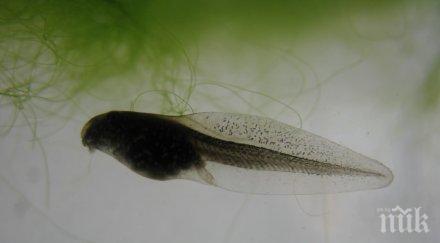 подобен попова лъжичка ендоскоп плува тялото