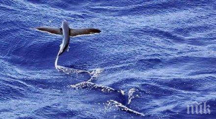 тревога популацията морските животни намаляла половина четири десетилетия