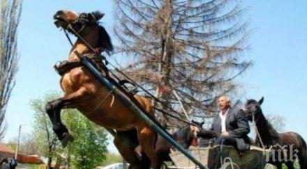 побеснял кон влачи 200 метра собственика 200 метра трънаци камъни