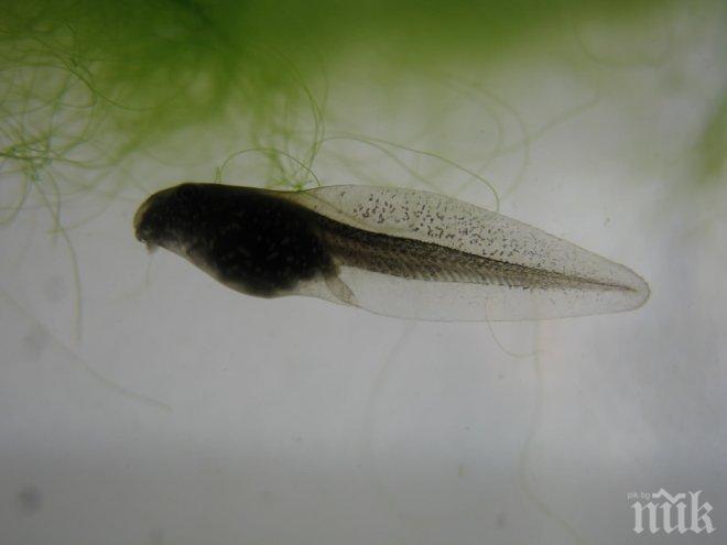 Подобен на попова лъжичка ендоскоп плува в тялото