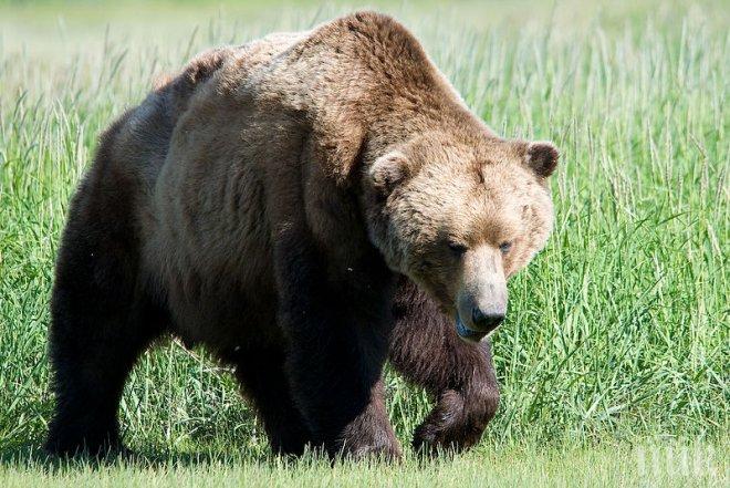 Изпращат кафявата мечка Маша в специализиран парк в Германия 