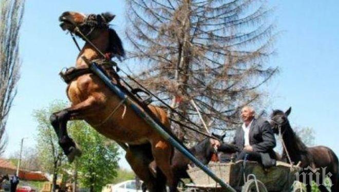 Побеснял кон влачи 200 метра собственика си 200 метра през трънаци и камъни 