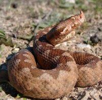Тайпан и черна мамба ще могат да видят русенци