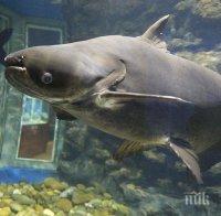 Наслука! Извадиха гигантски сом от река Искър (снимка)
