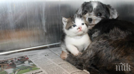 хора чули обезпокоителен лай куче можеш повярваш намериха бил зов помощ уникална история