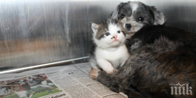 Хора чули обезпокоителен лай на куче, не можеш да повярваш какво намериха и защо е бил този зов за помощ! Уникална история!