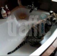 Варненец се обзаведе с частен мини зоопарк (снимки)
