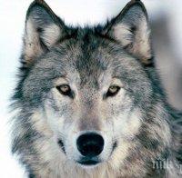 Драмата в благоевгрдския зоопарк продължава! Не могат да открият вълка, за да го приспят и върнат в клетката
