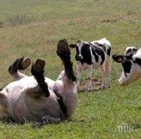 Няма антракс в Търговищко
