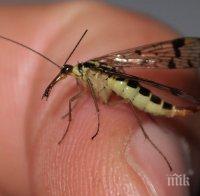 50-годишен мъж почина от западнонилска треска, ухапал го комар