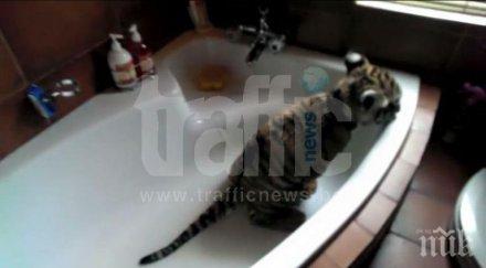 варненец обзаведе частен мини зоопарк снимки