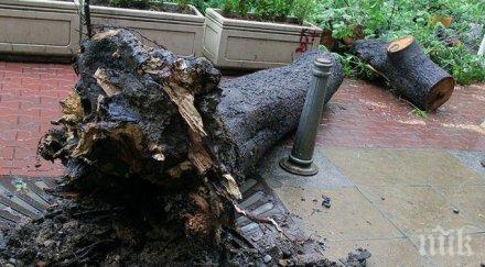 дървета убийци чакат жертви пъпа софия